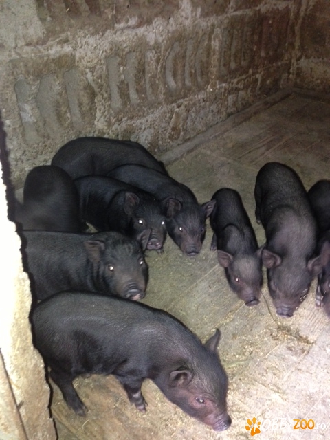 porci vietnamezi de vanzare alesd