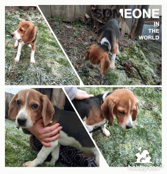 Vând beagle tricolor :)