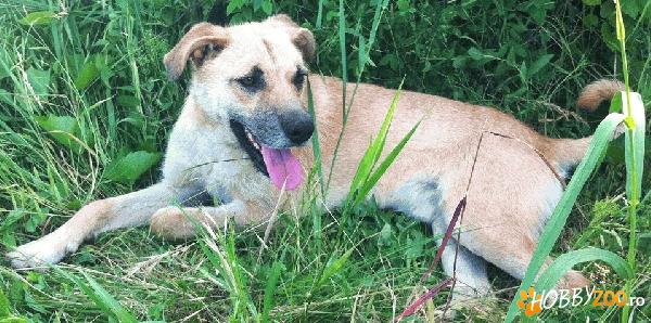 Taz, catelandru pentru adoptie
