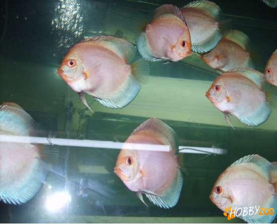 crescatorie de pesti discusi