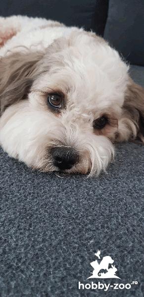 Imperechere bichon havanez