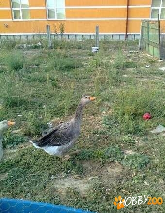 gaste de Toulouse tineret