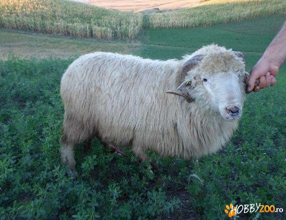 berbec mior turcan bal de Bistrita