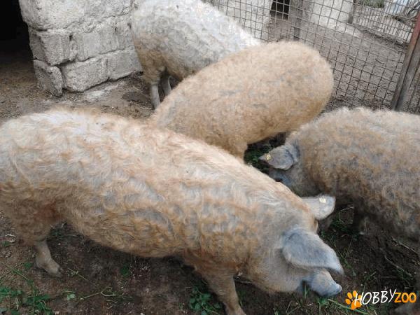 porci rasa mangalita