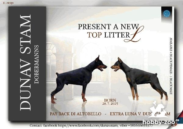 Doberman – Pui Frumoși