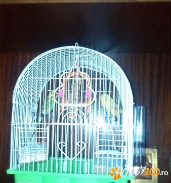 Pereche canari colivie noua