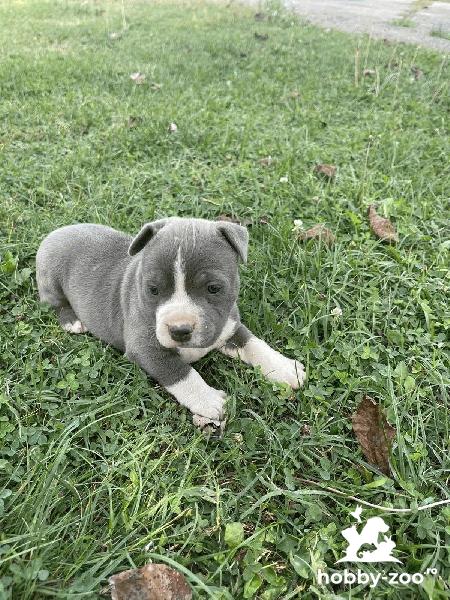 American Stafford Terrier cățeluș frumos