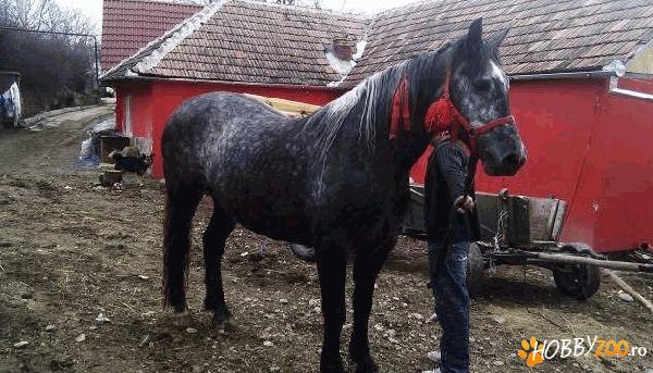 vand iapa de 5 ani    