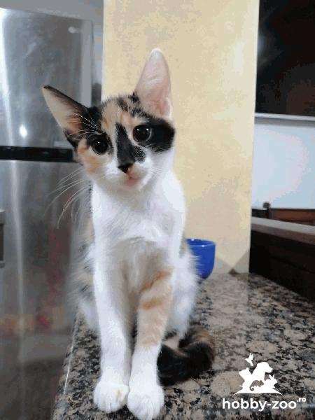 Dau spre adoptie pisici