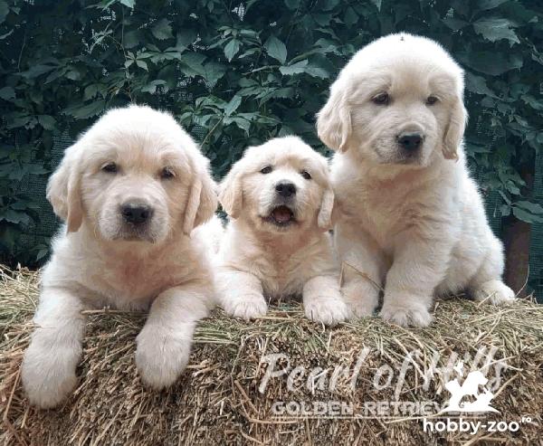 Golden Retriever – Pui frumoși