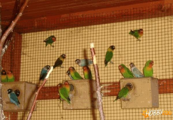 vand papagali agapornis 