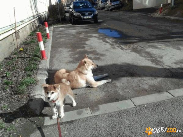 mascul akita inu japonez  