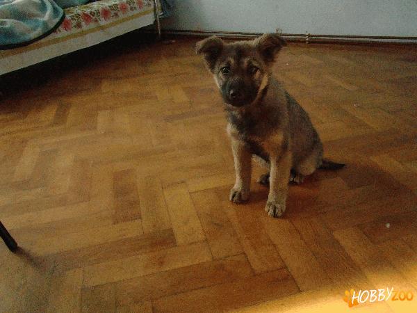 ofer spre adoptie catelusa 