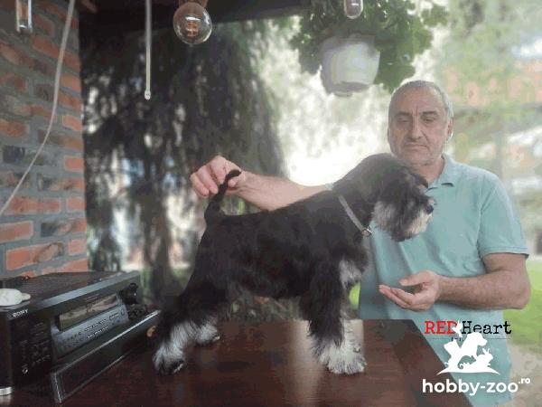 Schnauzer Miniatural Pui femelă