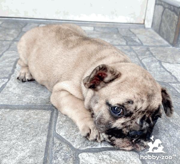 Buldog francez frumoasa catelus