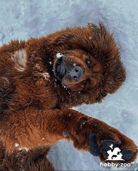 Mastiff tibetan 1.5 ani imperechere