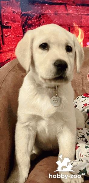 Vand labrador golden retrivier 3 luni
