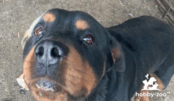 Vand mascul si femela Rotweiller