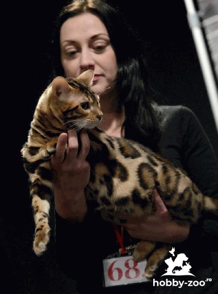 Pisoi Bengal de vânzare