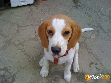 Vand Beagle lemon