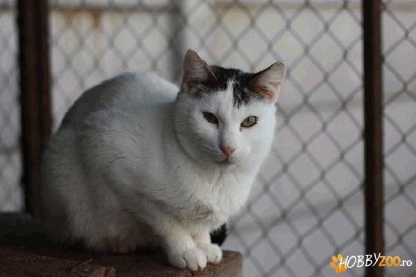 Saly un motanel pentru adoptie
