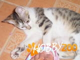TIGRIS MOTANAS GRASAN 
