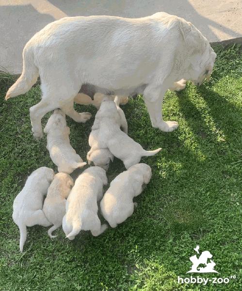 Căței Labrador Retriver