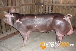 Scroafe Durokk Landrace Bazna