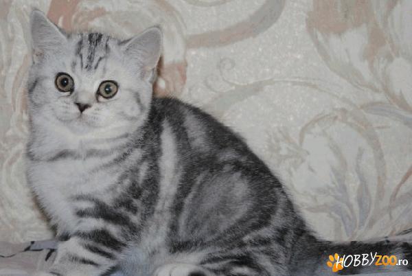 Scottish Fold crescuti in mediul familiar 