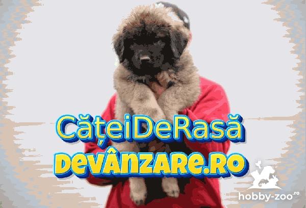 Catei Ciobanesc Caucazian cu microcip si garantie