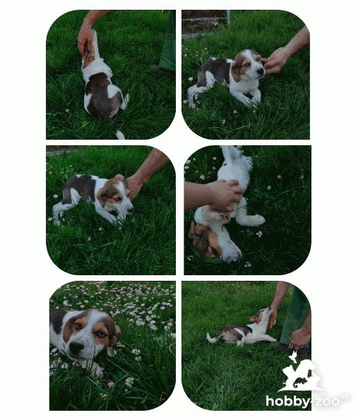 Vând beagle tricolor (femela)