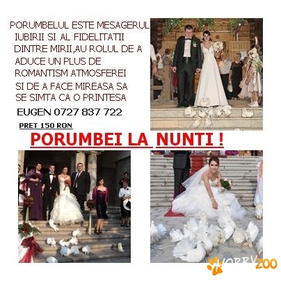 porumbei la nunti 