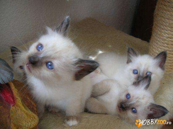 vand pisicute birmaneze