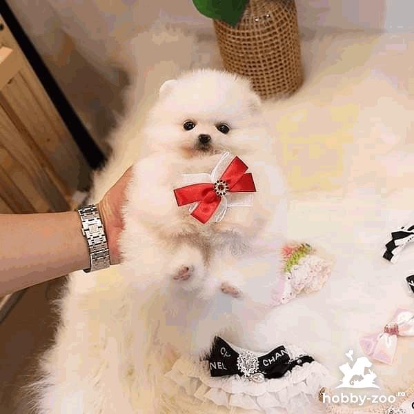 Pomeranian miniature