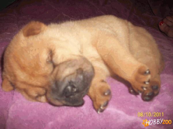 catel sharpei de vanzare