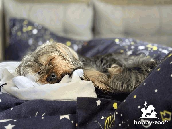 Yorkshite Terrier, 2 ani baietel