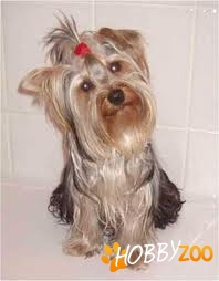 caut yorkshire terrier