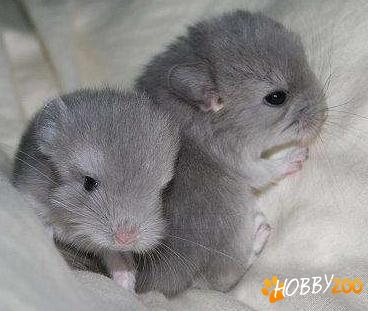   pui  de  chinchilla 