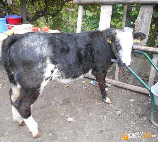 Vitea belgiana cu acte la zi