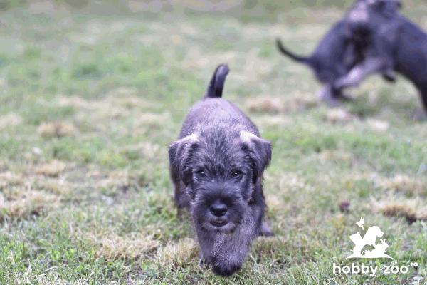 Schnauzer standard catelusi de vanzare