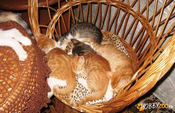 pisicuti iubitorilor de animale 
