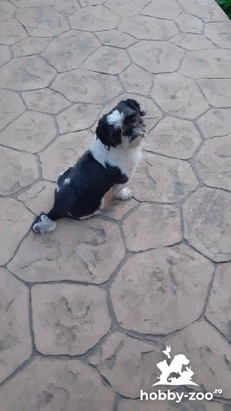 Shih tzu caut iubita!