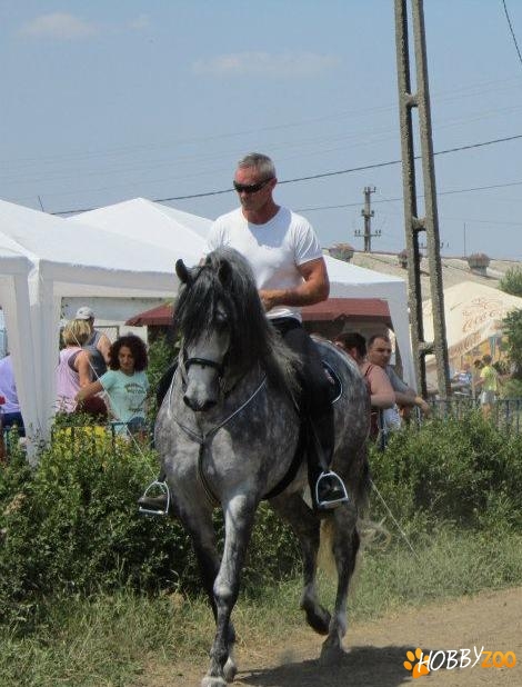 Armasar Andalus de vanzare