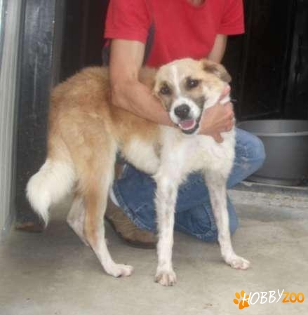 Dam spre adoptie pui mascul