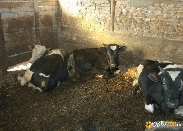 Tauri de carne metis si baltat