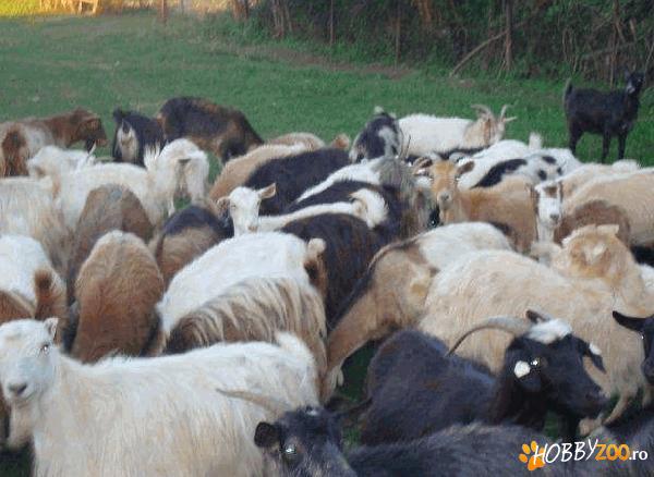 turma de capre selectionate