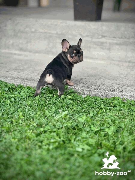 Bulldog Francez – EXOTIC TOP QUALITY