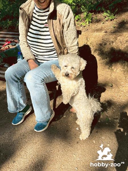 Bichon in cautarea unei partenere