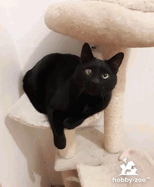Conny pentru adoptie