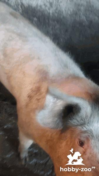 Porci de vânzare 15 lei/kg